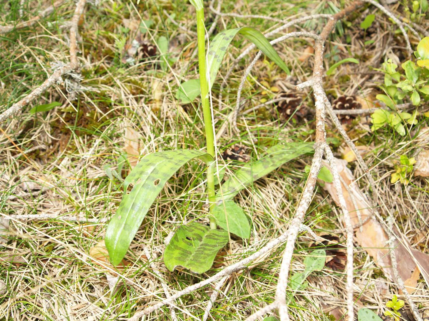 Orchid, Common Spotted leaf